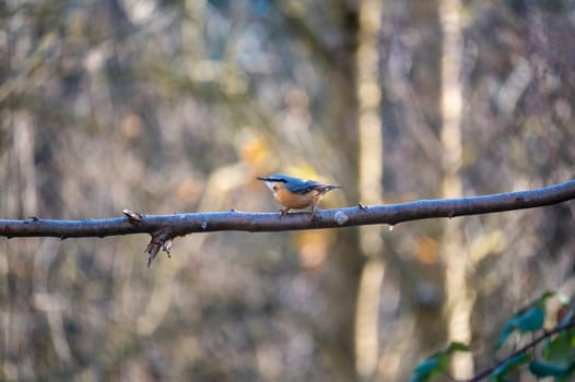 A nuthatch ( Sitta europaea ) sits on a bare branch in nature on a cold winter day