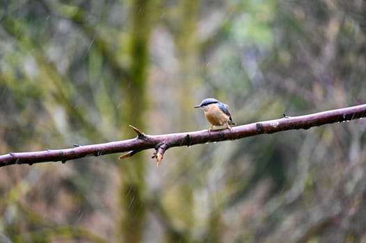 A nuthatch ( Sitta europaea ) sits on a bare branch in nature during the rain on a cold winter day