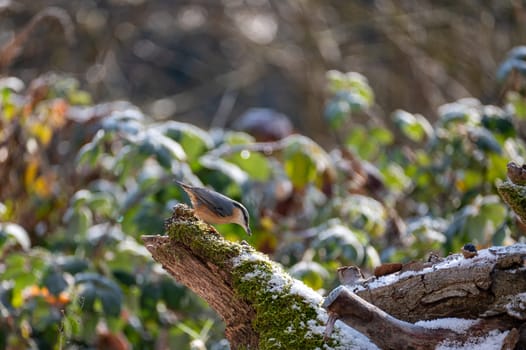A nuthatch ( Sitta europaea ) on a moss covered tree stump in nature on a cold winter day with some snow