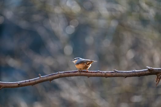 A nuthatch ( Sitta europaea ) sits on a bare branch in nature on a cold winter day