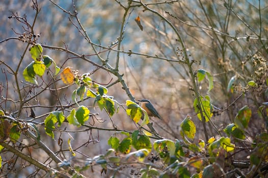 A nuthatch ( Sitta europaea ) sits in a tree