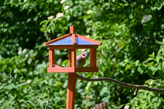 A Eurasian Jay ( Garrulus glandarius ) sits in an aviary in the green garden