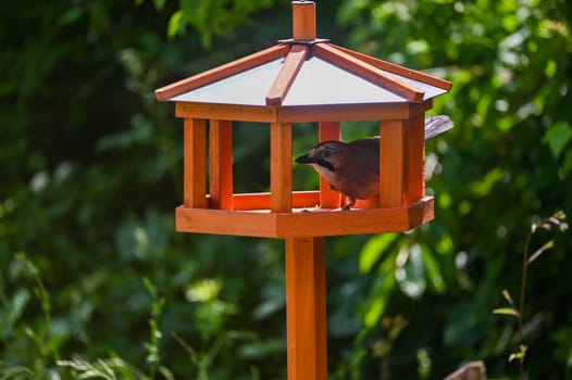 A Eurasian Jay ( Garrulus glandarius ) sits in an aviary in the green garden
