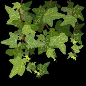 Ivy plants on black backgrounds