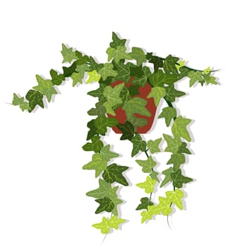Ivy in a pot isolated on white background
