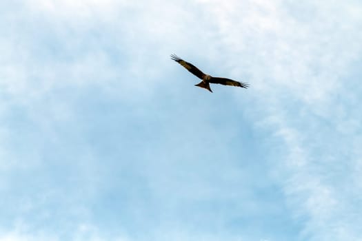 Flying red kite (Milvus milvus) on British sky