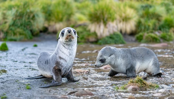 Young Antarctic fur seal , Antarctic fur seal (Arctocephalus gazella) in South Georgia in its natural environment
