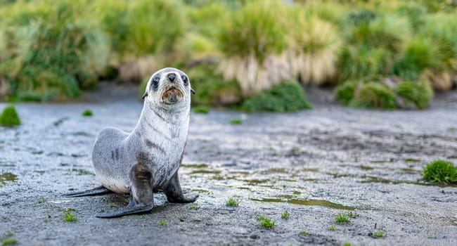 Young Antarctic fur seal , Antarctic fur seal (Arctocephalus gazella) in South Georgia in its natural environment