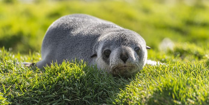 Young Antarctic fur seal , Antarctic fur seal (Arctocephalus gazella) in South Georgia in its natural environment