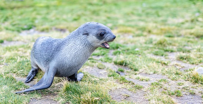 Young Antarctic fur seal , Antarctic fur seal (Arctocephalus gazella) in South Georgia in its natural environment
