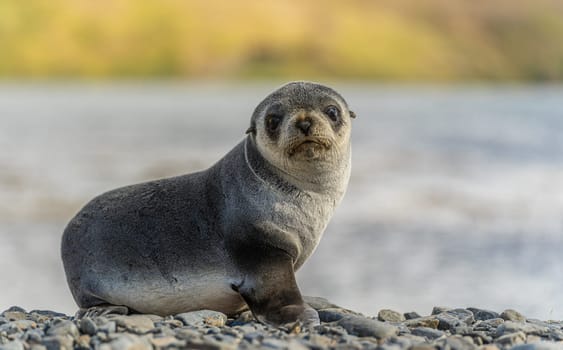 Young Antarctic fur seal , Antarctic fur seal (Arctocephalus gazella) in South Georgia in its natural environment