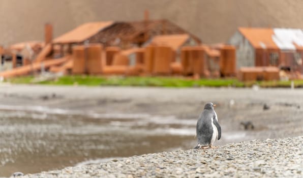 Pair of 2 king penguins (APTENODYTES PATAGONICUS) on South Georgia stretching their beaks aloft