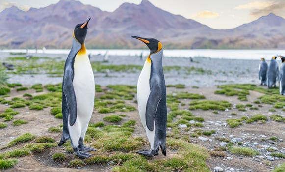 Pair of 2 king penguins (APTENODYTES PATAGONICUS) on South Georgia stretching their beaks aloft
