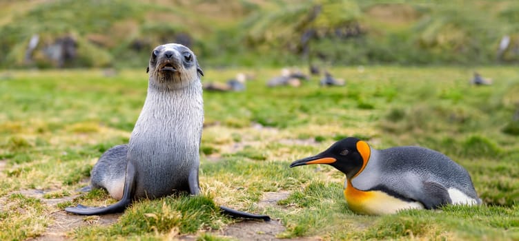 Young Antarctic fur seal , Antarctic fur seal (Arctocephalus gazella) in South Georgia in its natural environment