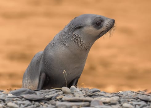 Young Antarctic fur seal , Antarctic fur seal (Arctocephalus gazella) in South Georgia in its natural environment