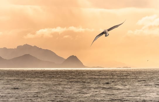 Antarctic Giant Petrel (Macronectes giganteus) flies elegantly through the air in the golden sunset off South Georgia
