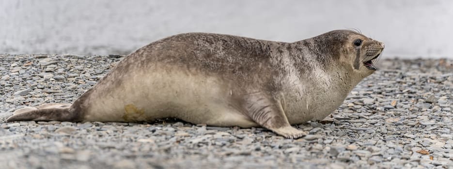 Antarctic fur seal (Arctocephalus gazella) lies on its belly on the stones on the shore in its natural environment in South Georgia