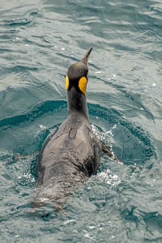 swimming king penguins (APTENODYTES PATAGONICUS) in the water