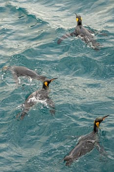 swimming king penguins (APTENODYTES PATAGONICUS) in the water