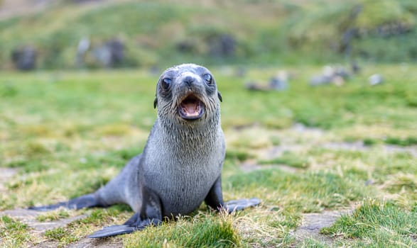 Young Antarctic fur seal , Antarctic fur seal (Arctocephalus gazella) in South Georgia in its natural environment