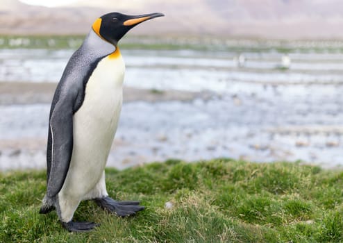 single, upright king penguin King penguin (APTENODYTES PATAGONICUS) in its natural environment on land in South Georgia