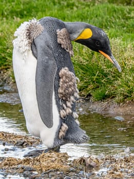 Natural paradise South Georgia - a single king penguin in moult (APTENODYTES PATAGONICUS) curiously turns around