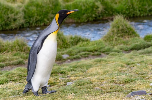 single, upright king penguin King penguin (APTENODYTES PATAGONICUS) in its natural environment on land in South Georgia