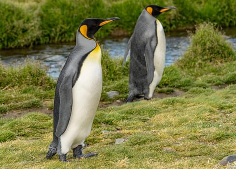 Pair of 2 king penguins (APTENODYTES PATAGONICUS) on South Georgia stretching their beaks aloft