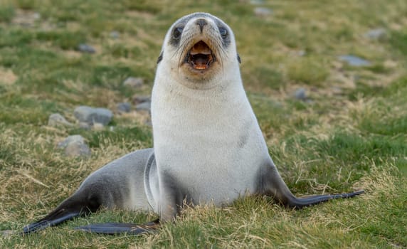 Young Antarctic fur seal , Antarctic fur seal (Arctocephalus gazella) in South Georgia in its natural environment