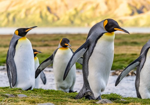 King Penguin - (APTENODYTES PATAGONICUS) colony in Salisbury Plain a vast plain washed out by the Grace Glacier on South Georgia and South Georgia's largest elephant seal nursery. Salisbury Plain, a vast expanse of glacial outwash plains, 50km from the western extremity of the island. Formed by the retreat of the Grace Glacier, and now covering over 2km², it is the largest area of level ground at South Georgia – and the perfect spot for a huge king penguin rookery with an estimate of around 60´000 pairs. It is one of South Georgia´s largest elephant seal breeding population haul out, along with fur seals spread out along the beach.