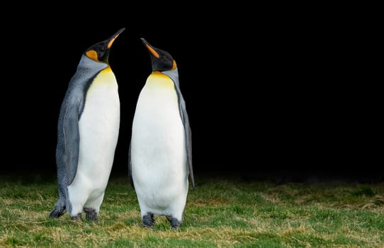 Pair of 2 king penguins (APTENODYTES PATAGONICUS) on South Georgia stretching their beaks aloft
