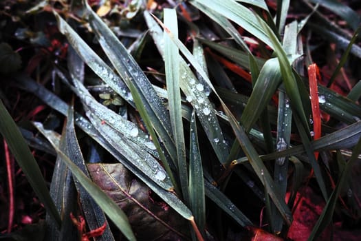 Dew or melt water on green grass. Thawing after a morning winter frost. Lying grass in the meadow. Off-season, windless calm weather. Green leaf with water drops.