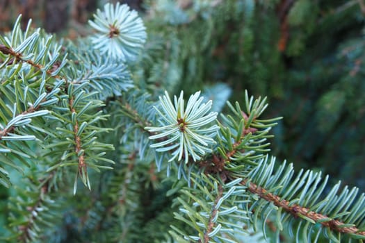 Picea spruce, a genus of coniferous evergreen trees in the pine family Pinaceae. Coniferous forest in Karelia. Spruce branches and needles. The problem of ecology, deforestation and climate change.