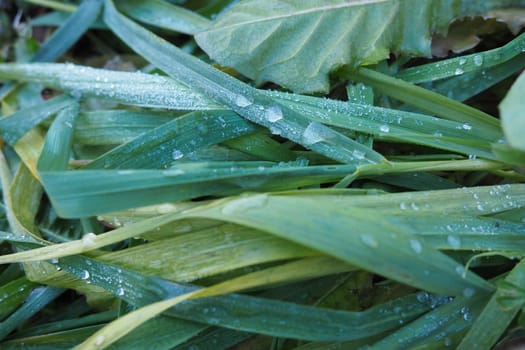 Dew or melt water on green grass. Thawing after a morning winter frost. Lying grass in the meadow. Off-season, windless calm weather. Green leaf with water drops.