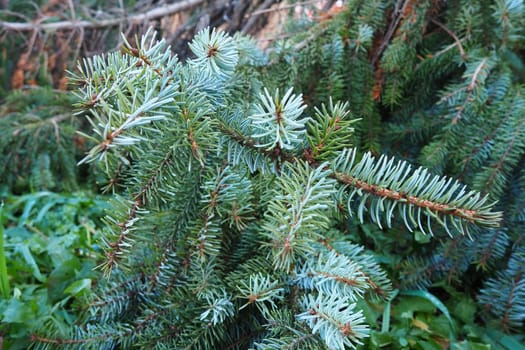 Picea spruce, a genus of coniferous evergreen trees in the pine family Pinaceae. Coniferous forest in Karelia. Spruce branches and needles. The problem of ecology, deforestation and climate change.