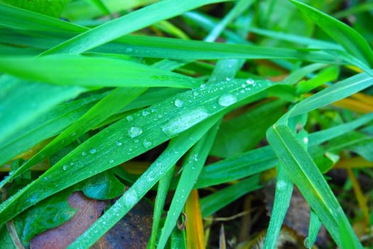 Dew or melt water on green grass. Thawing after a morning winter frost. Lying grass in the meadow. Off-season, windless calm weather. Green leaf with water drops.