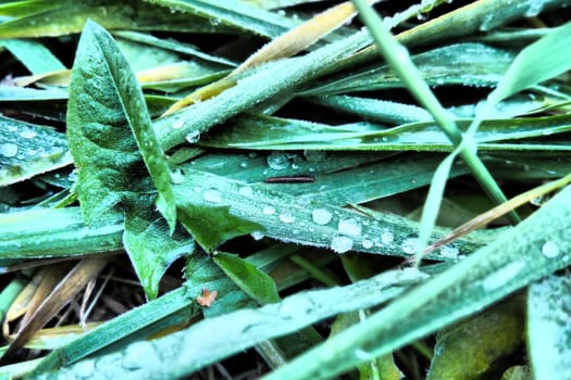 Dew or melt water on green grass. Thawing after a morning winter frost. Lying grass in the meadow. Off-season, windless calm weather. Green leaf with water drops.