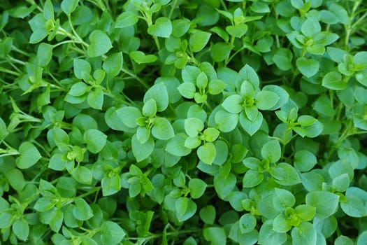 Stellaria media, Chickweed. Chickweed is an herb added to salads and other foods. Favorite food for chickens. Green natural background. annual and perennial flowering plant family Caryophyllaceae.