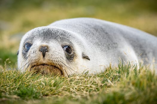 Young Antarctic fur seal , Antarctic fur seal (Arctocephalus gazella) in South Georgia in its natural environment