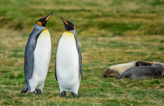 Pair of 2 king penguins (APTENODYTES PATAGONICUS) on South Georgia stretching their beaks aloft