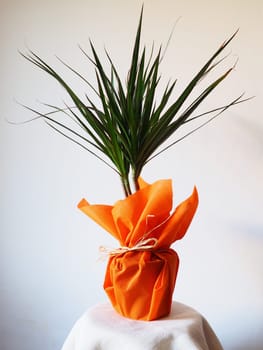 Dracaena, tropical plant as an interior item. A gift in orange wrapping paper on a table with a white napkin. White background. Dracaena or Dracaenaceae.