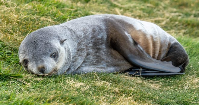 Young Antarctic fur seal , Antarctic fur seal (Arctocephalus gazella) in South Georgia in its natural environment