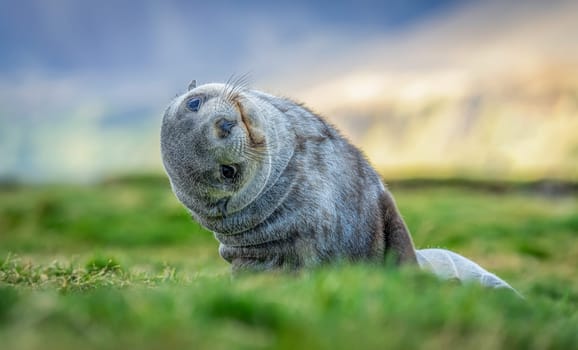 Young Antarctic fur seal , Antarctic fur seal (Arctocephalus gazella) in South Georgia in its natural environment