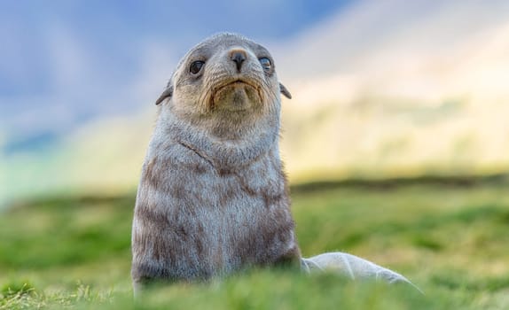 Young Antarctic fur seal , Antarctic fur seal (Arctocephalus gazella) in South Georgia in its natural environment