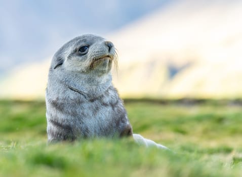 Young Antarctic fur seal , Antarctic fur seal (Arctocephalus gazella) in South Georgia in its natural environment