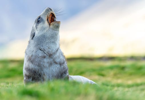 Young Antarctic fur seal , Antarctic fur seal (Arctocephalus gazella) in South Georgia in its natural environment