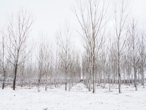 Planting plants - hygrophytes to drain wetlands. Fight against the high standing of underground waters and waterlogging of urban areas. Rows of young poplars. Drainage of territories. Winter.