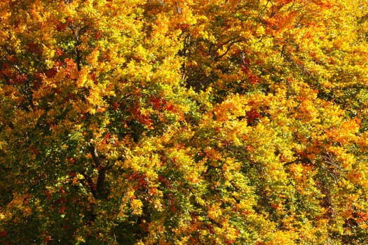 Sun shining on tree branches covered with vividly coloured autumn leaves. Abstract fall background.