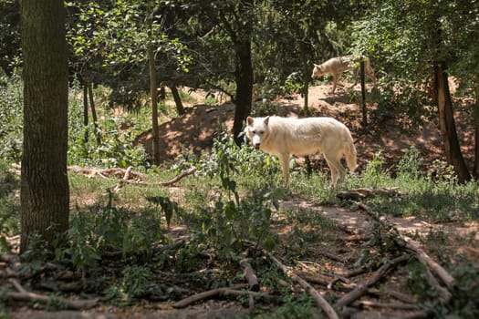 White wolf (Canis lupus arctos) walking in forest, another one in background.