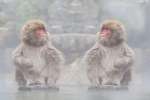 The Monkey with hot Spring in the winter, Japan